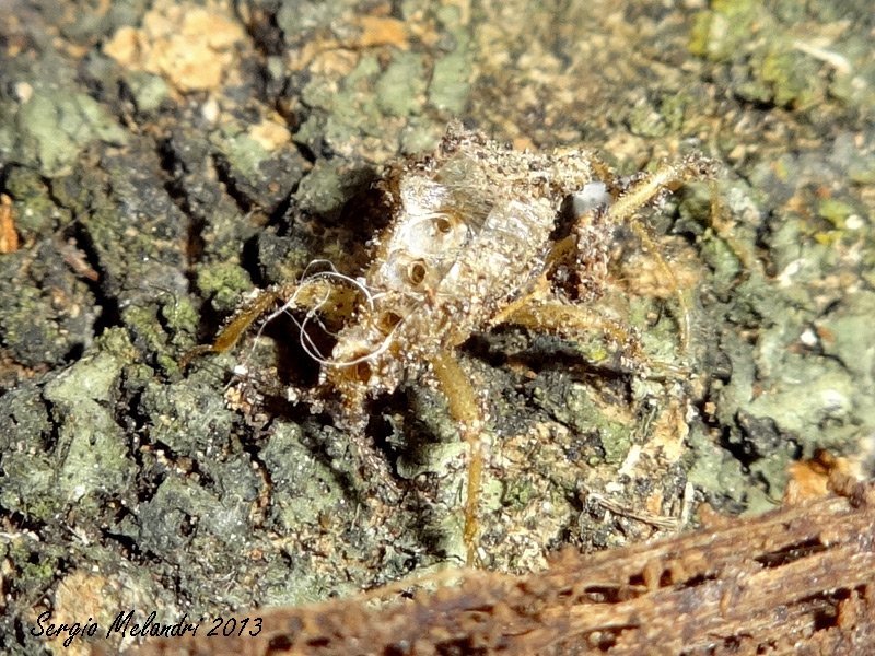 Reduvius personatus (Reduvidae) della Romagna (RA)